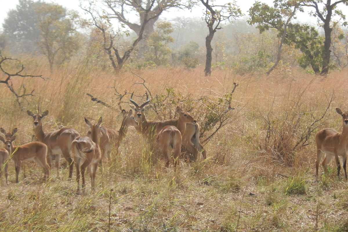 En la sabana sin preocupaciones
No se preocuparon de nuestra presencia, cercana. Pero tampoco estaban preocupados por sus predadores en Parque, el guepardo, el leopardo, las hienas o los leones. Era un grupo de Cobe de Buffon (Kobus kob) en sabana arbolada en llanura aluvial, en la que un macho rodeado de sus hembras y descendencia nos vigila cauteloso. Hemos roto su paz durante unos instantes. Tal vez la hora del d&iacute;a con un calor sofocante, la sequedad de la hierba, o que sus predadores ya se han servido ese d&iacute;a, hace que se encuentren tranquilamente pastando en la gran sabana arbolada de la llanura aluvial del rio Pendjar&iacute;, en el Parque Nacional de Arly (Burkina Fasso)